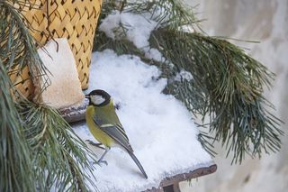 Синичкина радость