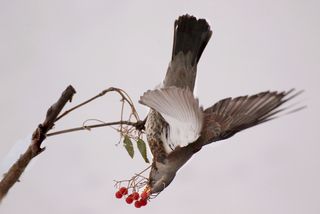 Захочешь ягодку и не так раскорячишься