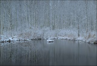 Снег украл белизну у берёз
