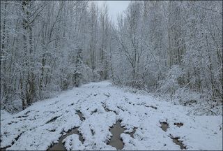 Убелённое месиво лесной дороги