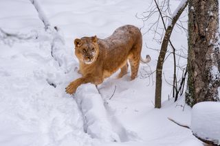 азиатская львица