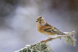 Просто портрет.