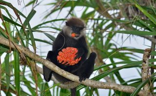 Лангур с панданом