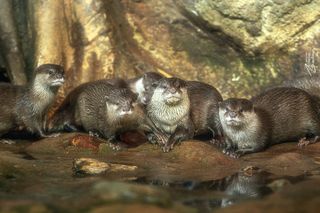 Азиатские выдры, фото 2