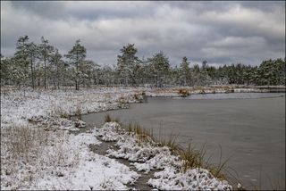 Торфяники переоделись в белое