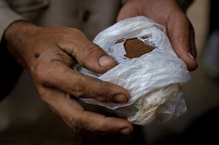 семена табака