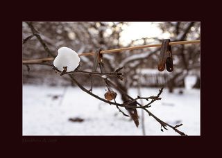 В старом саду