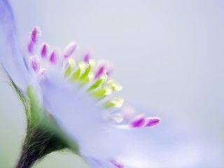 печеночница