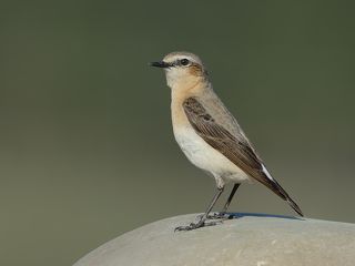 Самка Каменки