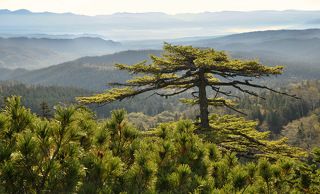 Солистка хвойного театра