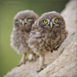 Прикрой я атакую