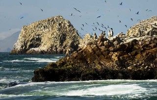 около 150 видов птиц живут на этих дивных островах