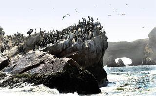 между прочим, птички и днём и ночью трудятся на благо Перу, оставляя на скалах один из главных \