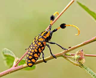 Nikon D700 + 200mm f/4D ED-IF AF Micro NIKKOR