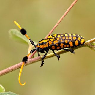 Nikon D700 + 200mm f/4D ED-IF AF Micro NIKKOR