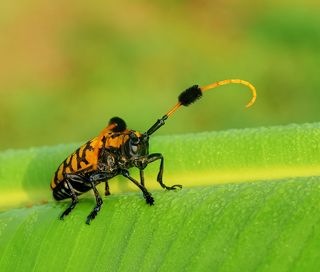 Nikon D700 + Mamiya Sekor 120/4 macro