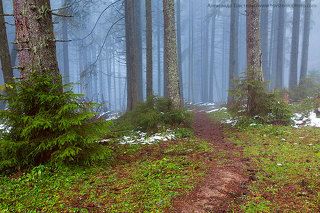 Осенний лес