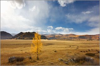 про одинокую лиственницу