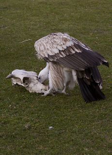 Для того что бы снять птицу за работой...пришлось в череп засунуть цыплёнка.