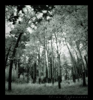 51-ая параллель