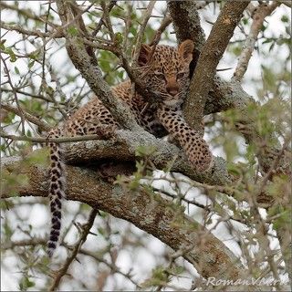 Этот котенок хорошо спрятался в густых ветках дерева неподалеку от дерева, на котором расположилась его мама, недавно сытно откушавшая газелью.