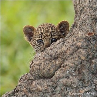 На рядом с мамой на дереве в засаде сидела его сетсренка, которая ревностно оберегала подступы к материнскому молоку.