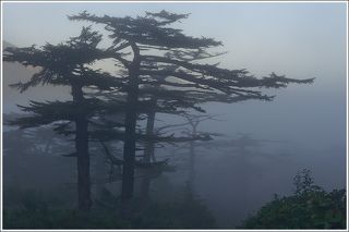 утренний туман