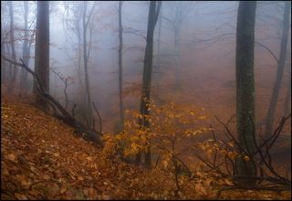 Туманный лес
