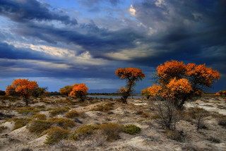 Золотая туранга