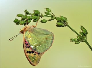 Перламутровка Пандора