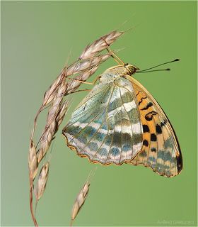 Перламутровка Пафия