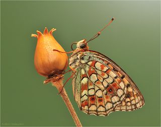 Перламутровка Argynnis niobe L. f. eris Meigen