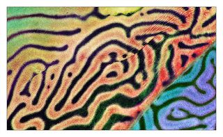 Лабиринты, или татуировки?)