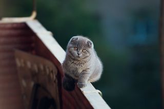 любит убегать на балкон, и смотреть на голубей...