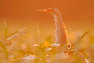 Little Bittern