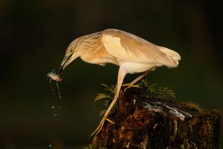 Squacco Heron