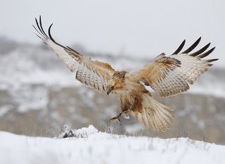 Long-legged Buzzard