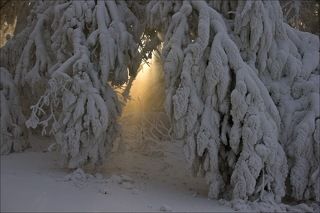 процесс этот постоянный - когда какая-нибудь ветка освобождается от инея, она начинает обрастать им заново буквально на глазах.