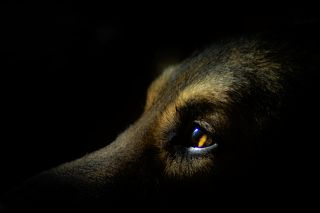 Arkan, my lovely dog :)