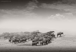 Buffalos at Kerkini Lake