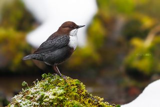 Оляпка - очень необычная птица, она ныряет в холодную воду горных ручьев, чтобы добыть себе еду и строит гнезда тут же рядом. Вся жизнь этой небольшой птички крутится вокруг воды.
