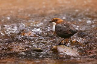 Маскировочная окраска отлично сливается с окружающей средой.