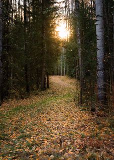 лесная тропинка