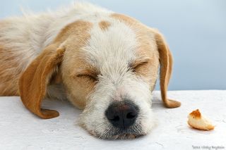 Жила была собака...