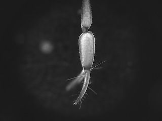 Держи клешню, брат!