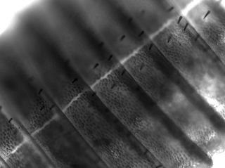 Дорсальная поверхность брюшка