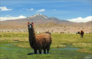 Боливийская классика