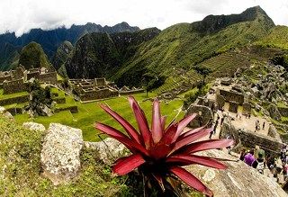 ...и на камнях растут... цветы