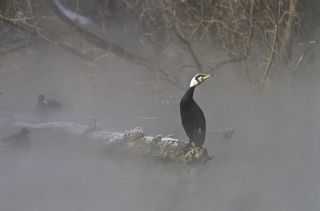 что?  кто там