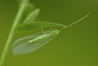 Златоглазка